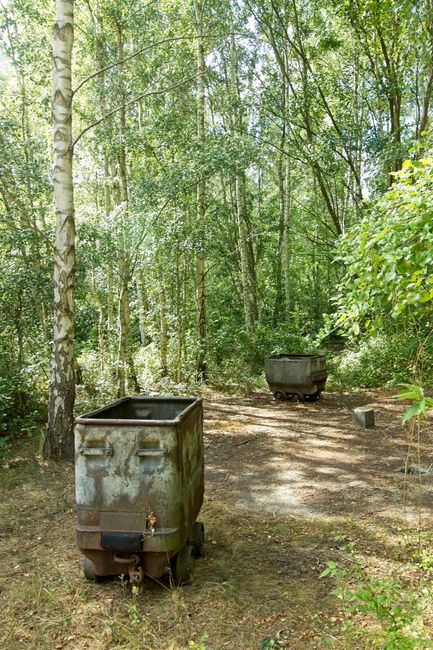 The image depicts a woodland setting with a dirt path surrounded by tall, leafy trees and dense green foliage. In the foreground, there is a large, rusted metal rubbish bin mounted on small wheels, po